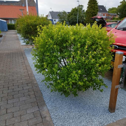 Formklippet busk efter hækklipning ved indkørsel på Vestfyn