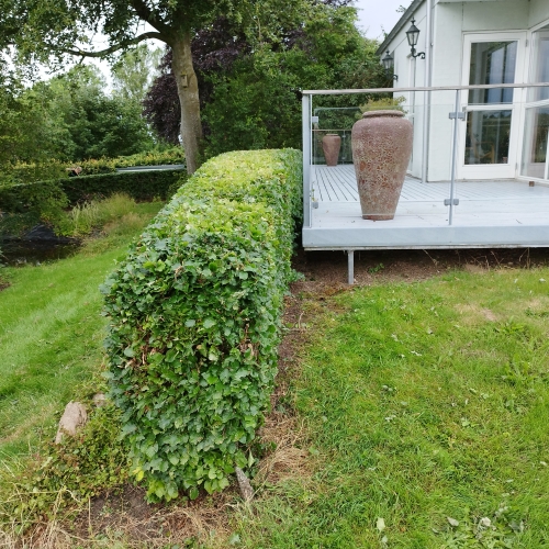 Hækklipning på Vestfyn med flot og tæt hæk ved terrasse og have