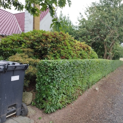 Hækklipning på Vestfyn med flot og lige hæk langs vej og bolig