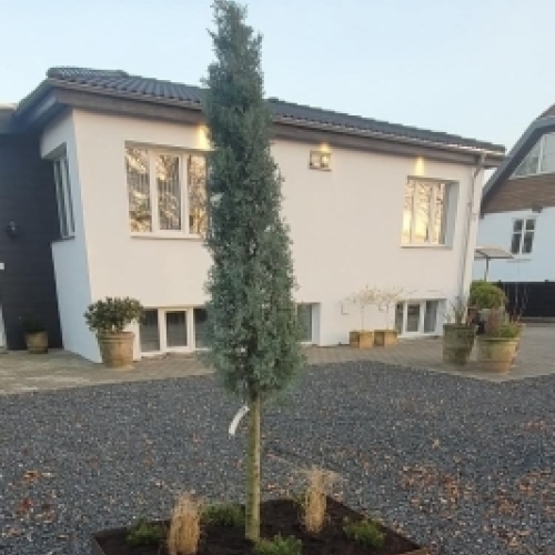 Hækklipning og pleje af hæk og beplantning i have