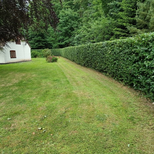 Hækklipning på Vestfyn med lang, tæt og lige hæk i have