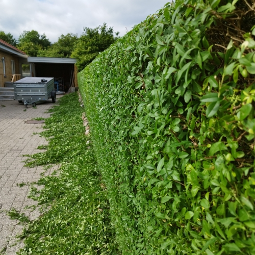 Hækklipning på Vestfyn med pæn finish og oprydning efter klipning