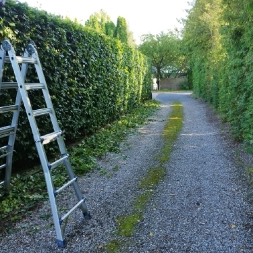 Professionel hækklipning af hæk i have