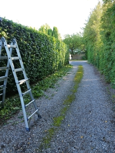 Professionel hækklipning af hæk i have