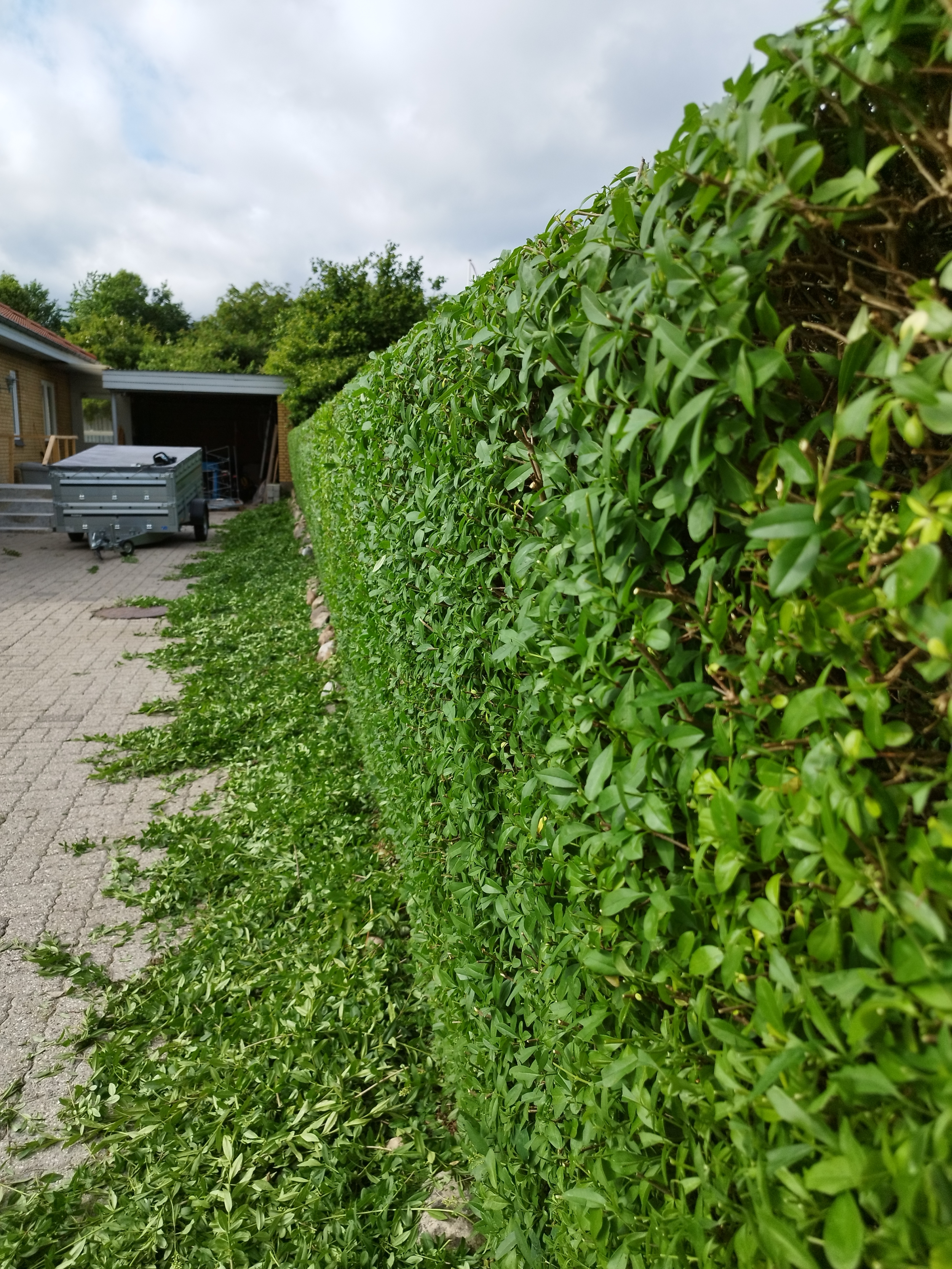 Hækklipning på Vestfyn med flot og tæt hæk efter klipning